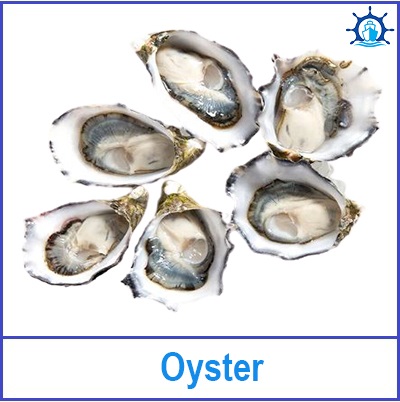 Oyster