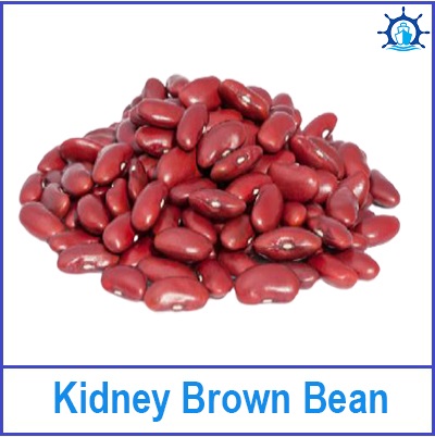 Kidney Brown Bean