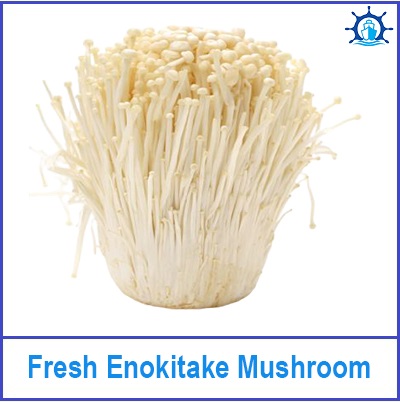 Fresh Enokitake Mushroom